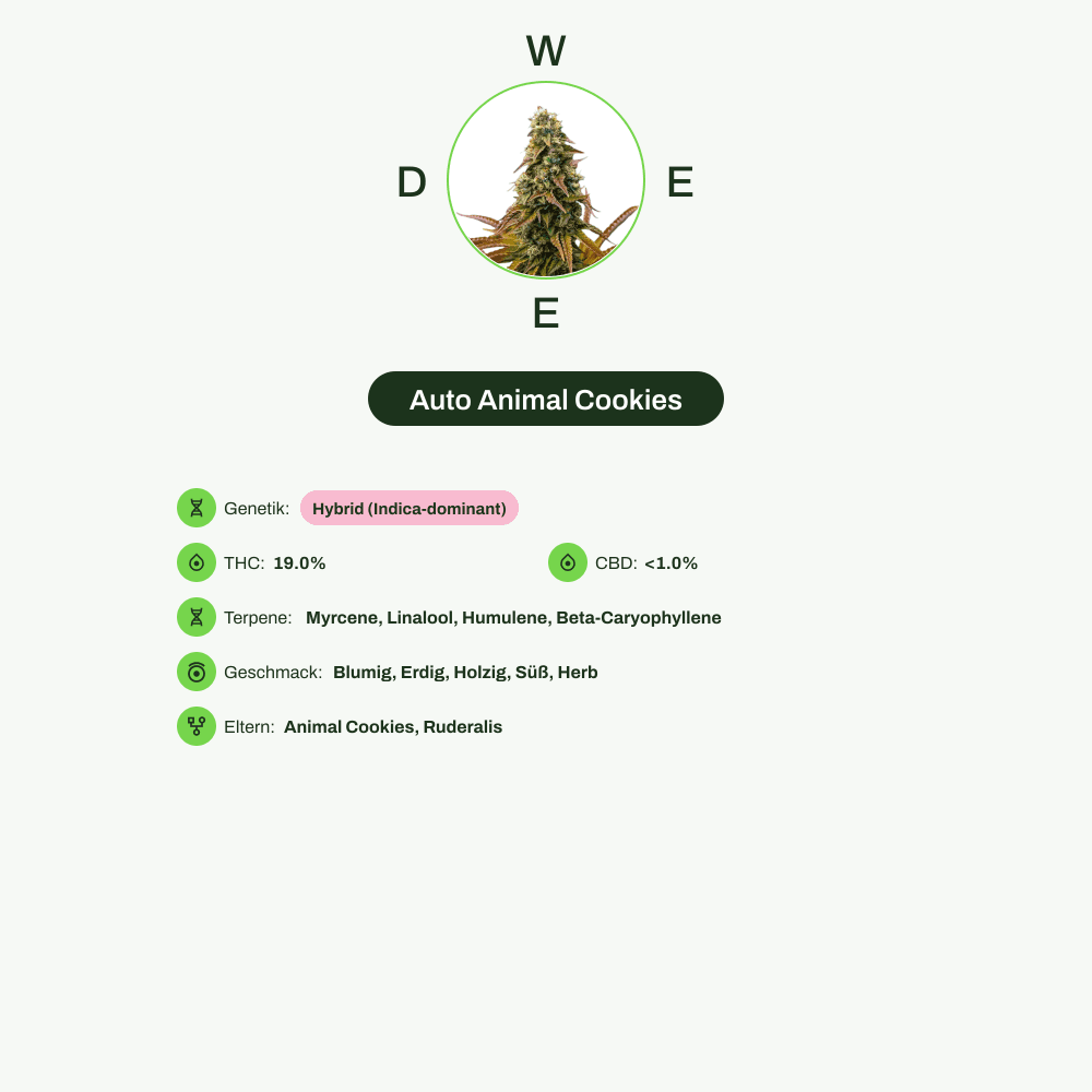 Infografik über THC-Gehalt, CBD-Gehalt, Terpene, Wirkungen, Geschmack von Auto Animal Cookies