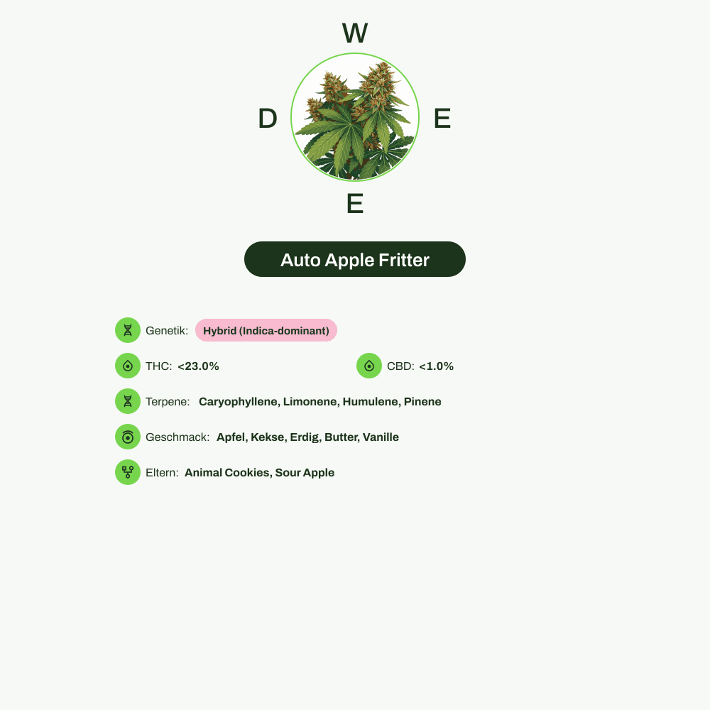 Infografik über THC-Gehalt, CBD-Gehalt, Terpene, Wirkungen, Geschmack von Auto Apple Fritter