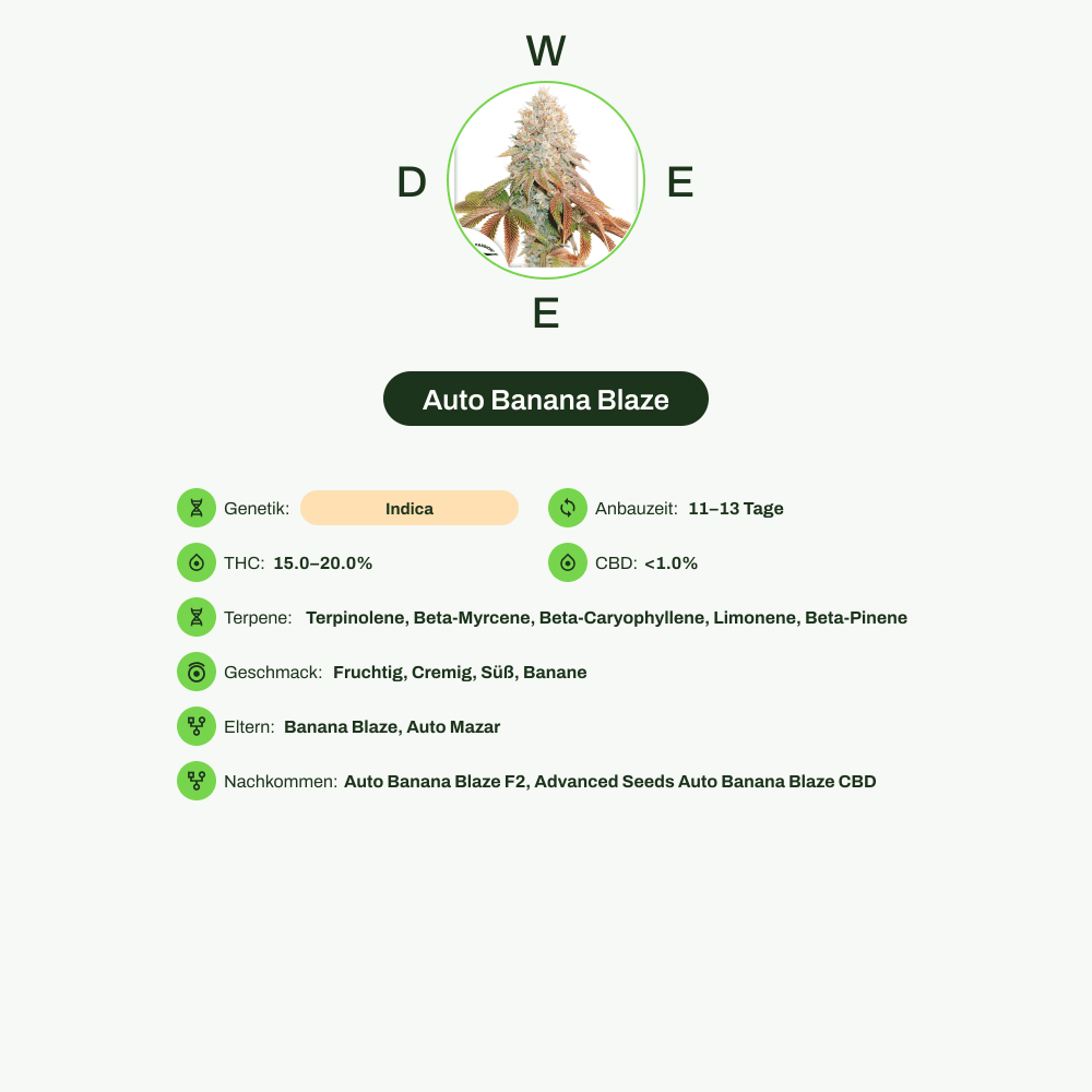 Infografik über THC-Gehalt, CBD-Gehalt, Terpene, Wirkungen, Geschmack von Auto Banana Blaze