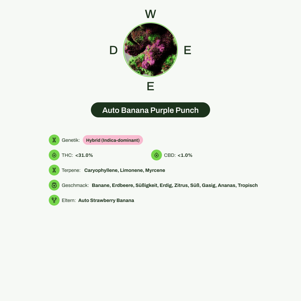 Infografik über THC-Gehalt, CBD-Gehalt, Terpene, Wirkungen, Geschmack von Auto Banana Purple Punch