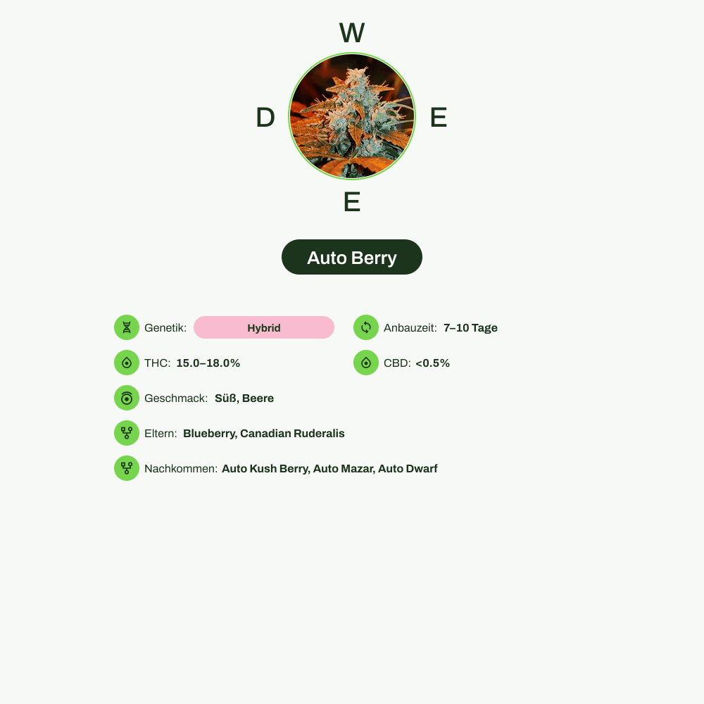 Infografik über THC-Gehalt, CBD-Gehalt, Wirkungen, Geschmack von Auto Berry