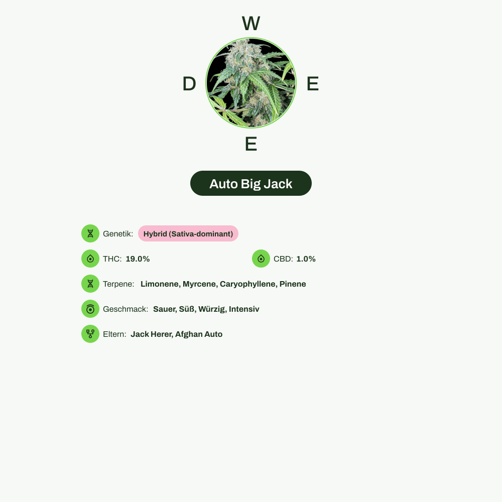 Infografik über THC-Gehalt, CBD-Gehalt, Terpene, Wirkungen, Geschmack von Auto Big Jack