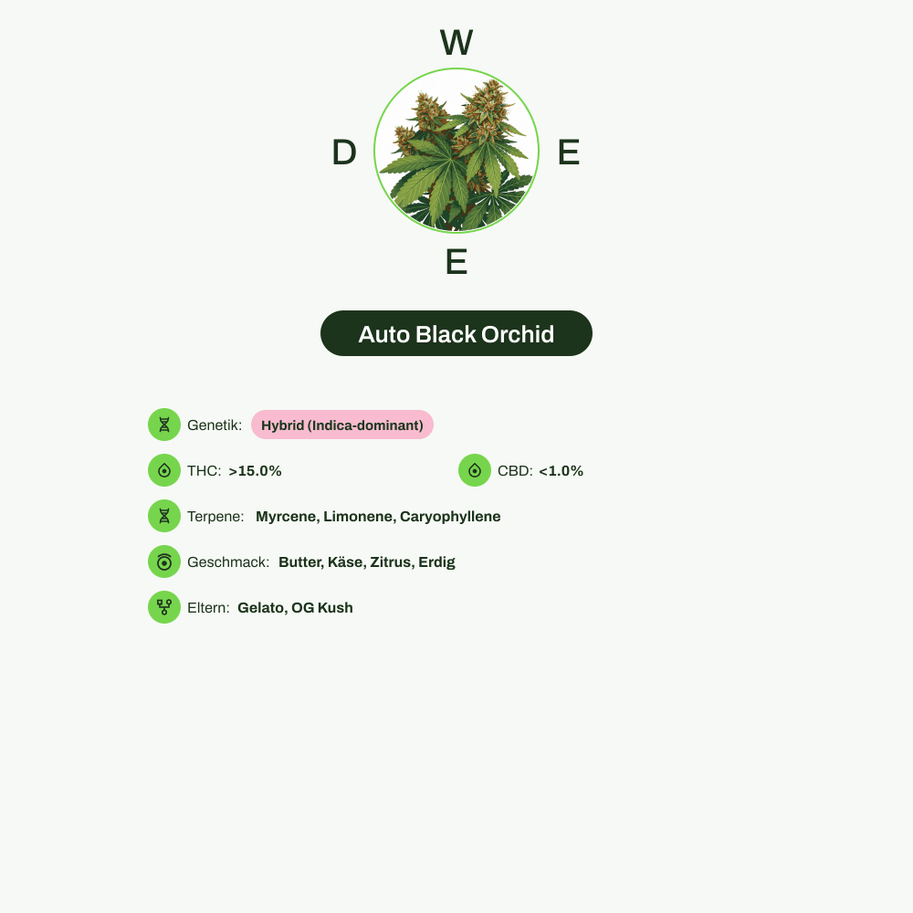 Infografik über THC-Gehalt, CBD-Gehalt, Terpene, Wirkungen, Geschmack von Auto Black Orchid