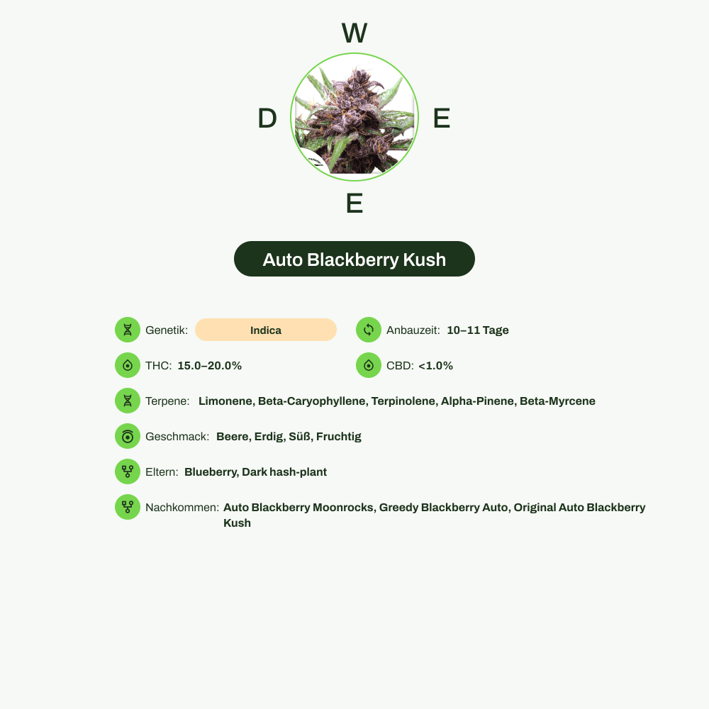 Infografik über THC-Gehalt, CBD-Gehalt, Terpene, Wirkungen, Geschmack von Auto Blackberry Kush
