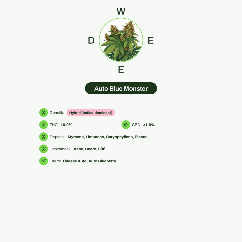 Infografik über THC-Gehalt, CBD-Gehalt, Terpene, Wirkungen, Geschmack von Auto Blue Monster
