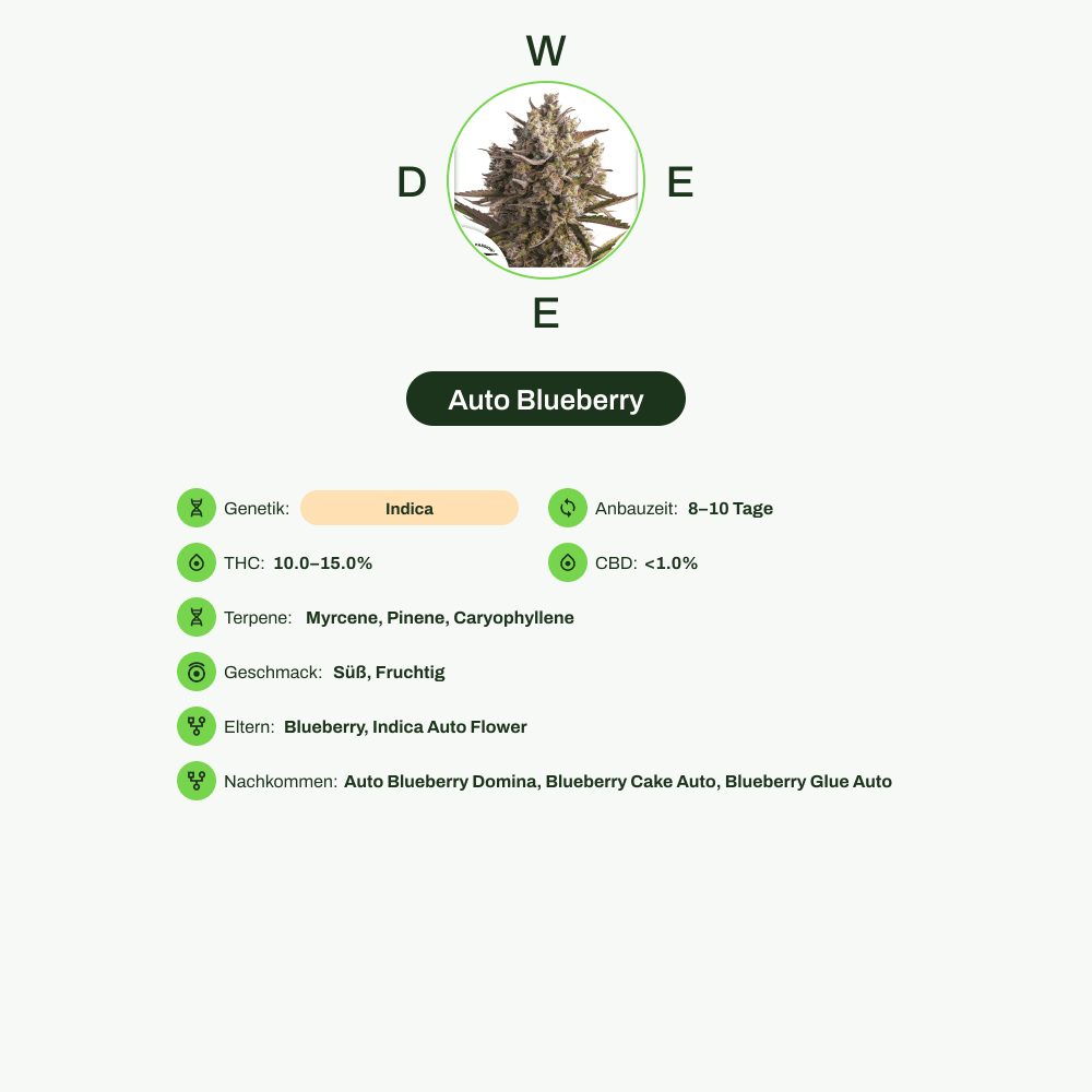 Infografik über THC-Gehalt, CBD-Gehalt, Terpene, Wirkungen, Geschmack von Auto Blueberry