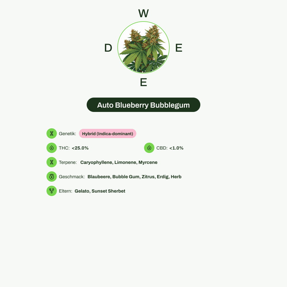 Infografik über THC-Gehalt, CBD-Gehalt, Terpene, Wirkungen, Geschmack von Auto Blueberry Bubblegum