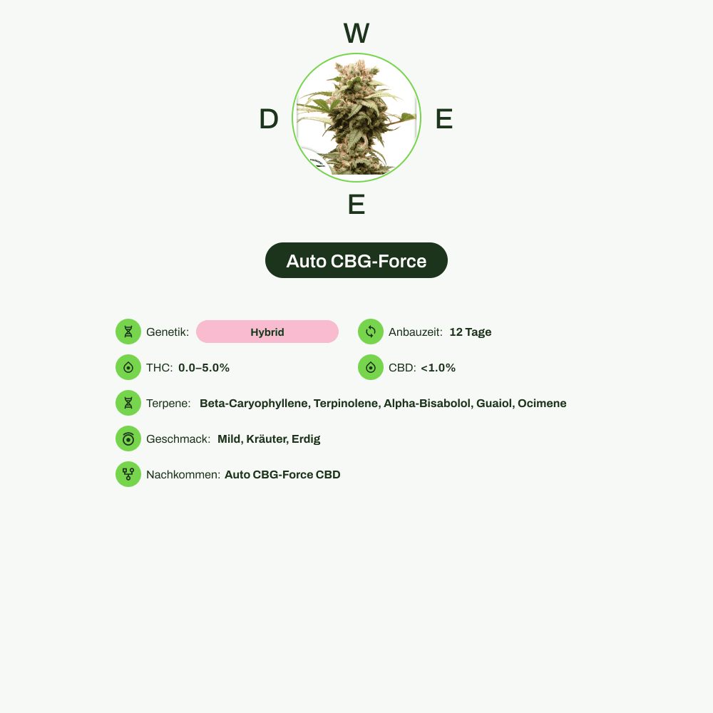 Infografik über THC-Gehalt, CBD-Gehalt, Terpene, Wirkungen, Geschmack von Auto CBG-Force