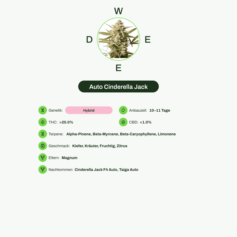 Infografik über THC-Gehalt, CBD-Gehalt, Terpene, Wirkungen, Geschmack von Auto Cinderella Jack