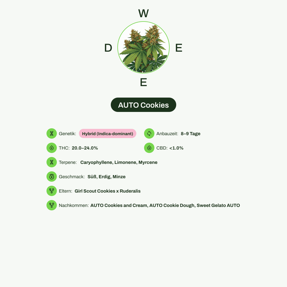 Infografik über THC-Gehalt, CBD-Gehalt, Terpene, Wirkungen, Geschmack von AUTO Cookies