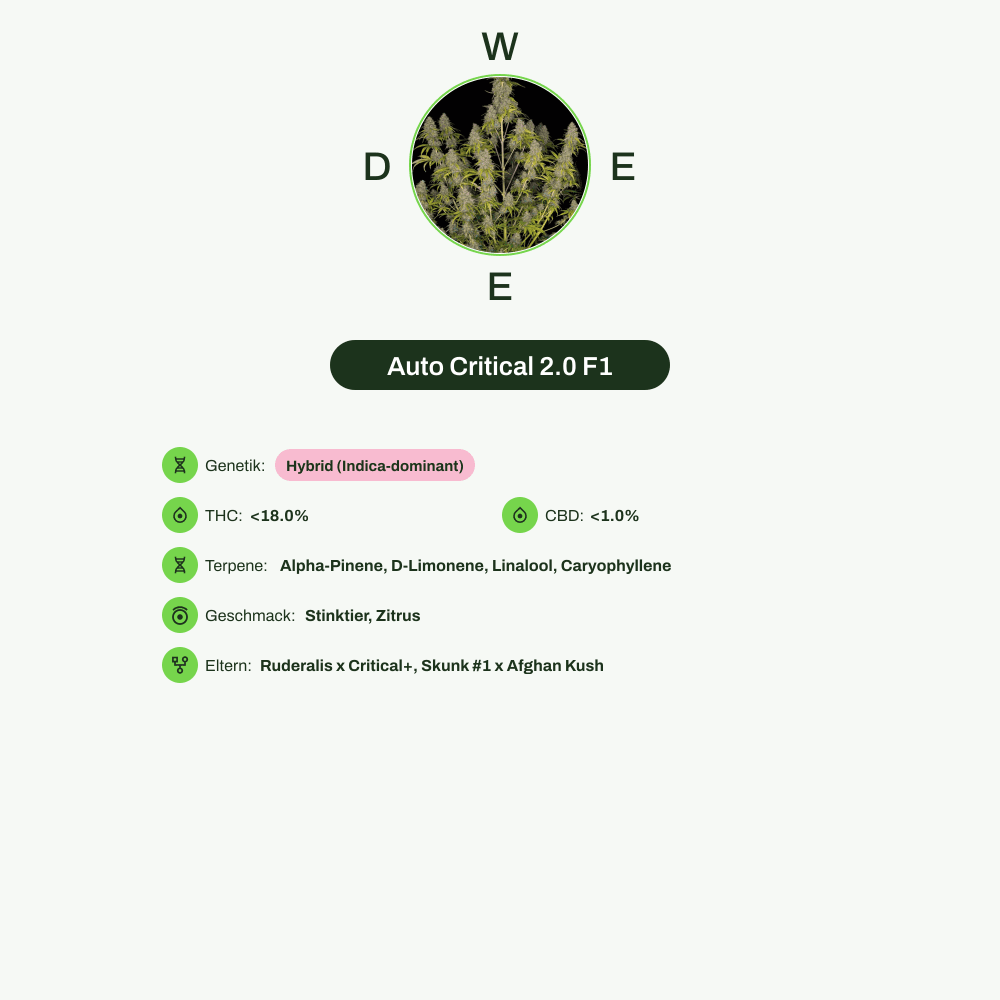 Infografik über THC-Gehalt, CBD-Gehalt, Terpene, Wirkungen, Geschmack von Auto Critical 2.0 F1