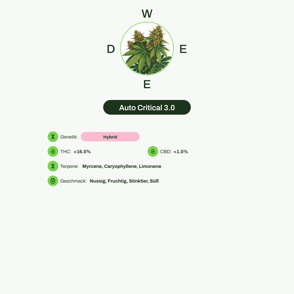 Infografik über THC-Gehalt, CBD-Gehalt, Terpene, Wirkungen, Geschmack von Auto Critical 3.0