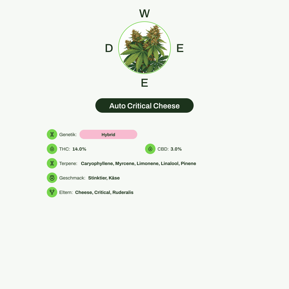 Infografik über THC-Gehalt, CBD-Gehalt, Terpene, Wirkungen, Geschmack von Auto Critical Cheese