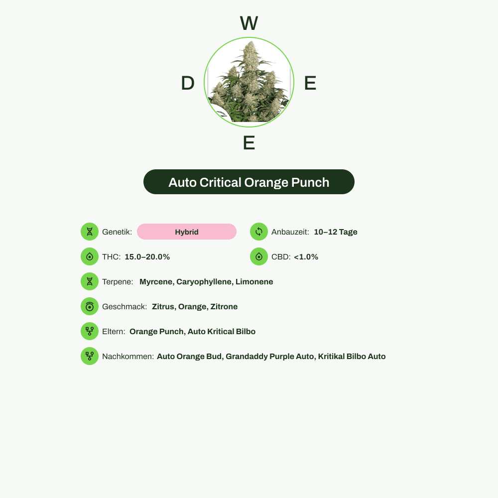 Infografik über THC-Gehalt, CBD-Gehalt, Terpene, Wirkungen, Geschmack von Auto Critical Orange Punch