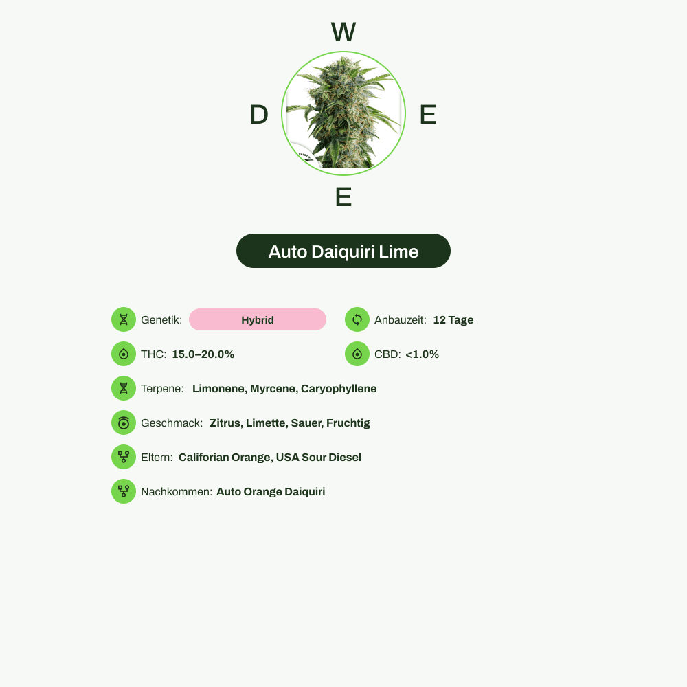 Infografik über THC-Gehalt, CBD-Gehalt, Terpene, Wirkungen, Geschmack von Auto Daiquiri Lime