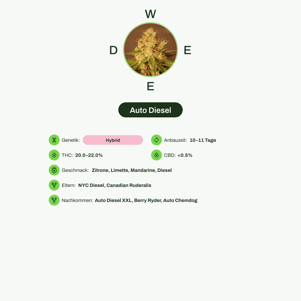 Infografik über THC-Gehalt, CBD-Gehalt, Wirkungen, Geschmack von Auto Diesel