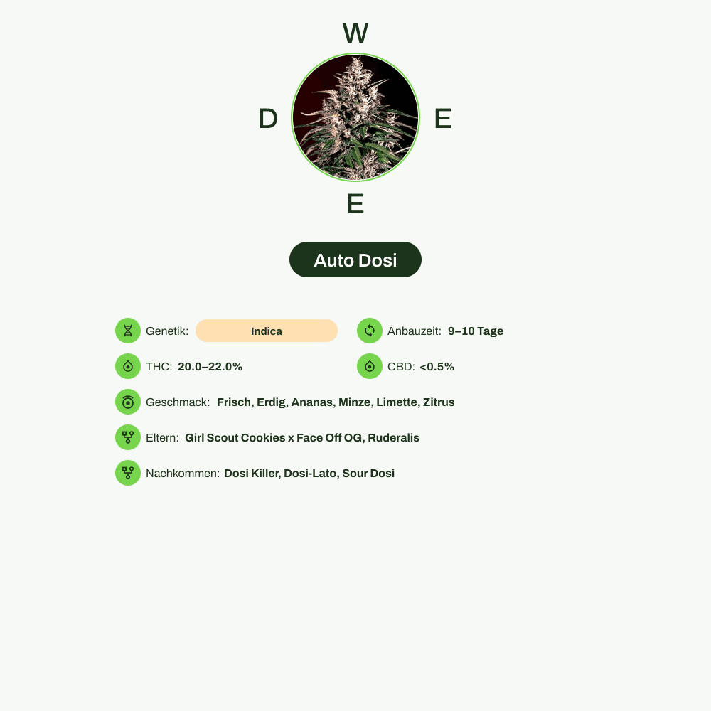 Infografik über THC-Gehalt, CBD-Gehalt, Wirkungen, Geschmack von Auto Dosi