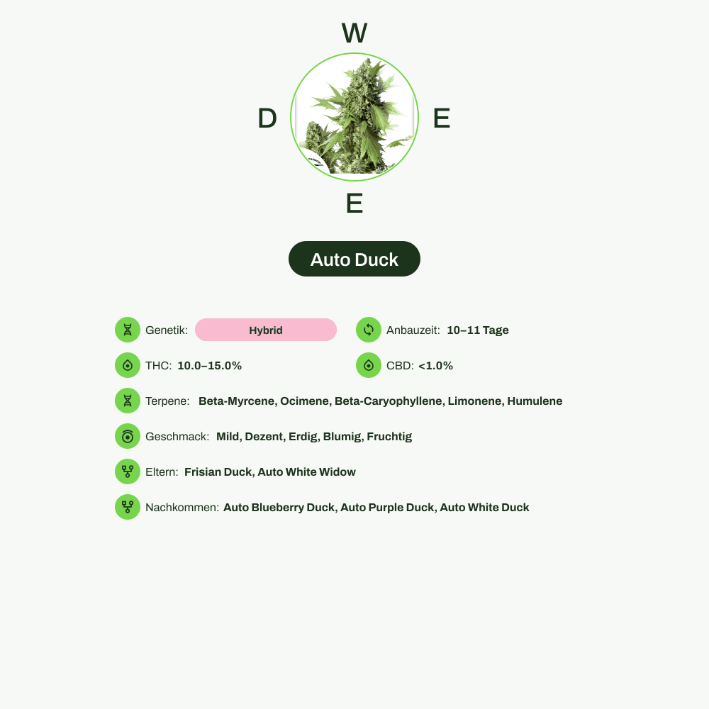 Infografik über THC-Gehalt, CBD-Gehalt, Terpene, Wirkungen, Geschmack von Auto Duck