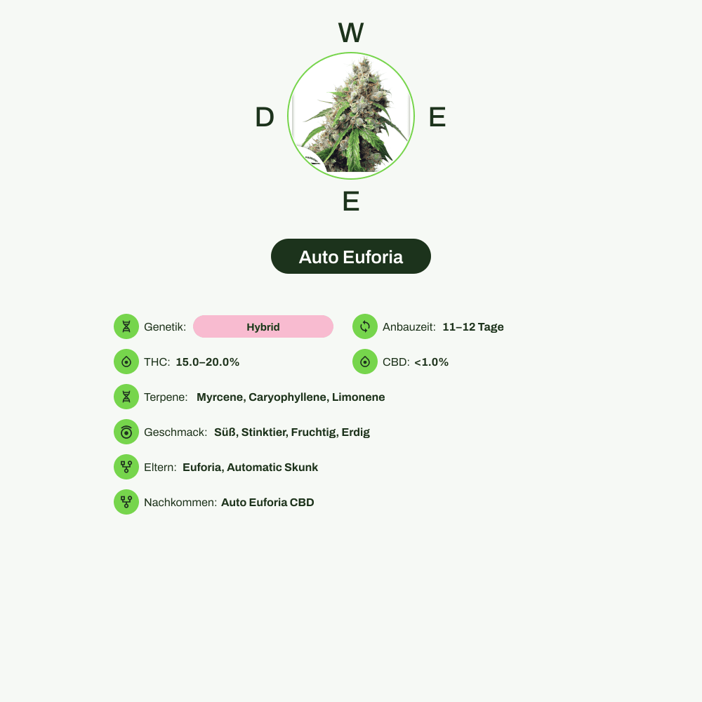Infografik über THC-Gehalt, CBD-Gehalt, Terpene, Wirkungen, Geschmack von Auto Euforia