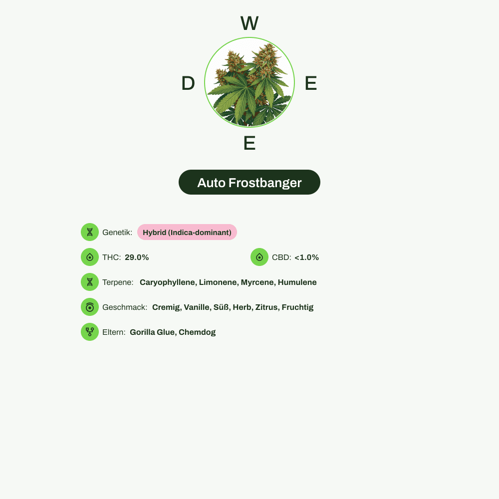 Infografik über THC-Gehalt, CBD-Gehalt, Terpene, Wirkungen, Geschmack von Auto Frostbanger