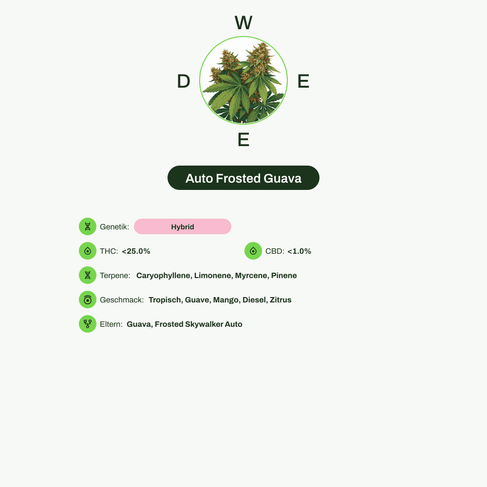 Infografik über THC-Gehalt, CBD-Gehalt, Terpene, Wirkungen, Geschmack von Auto Frosted Guava