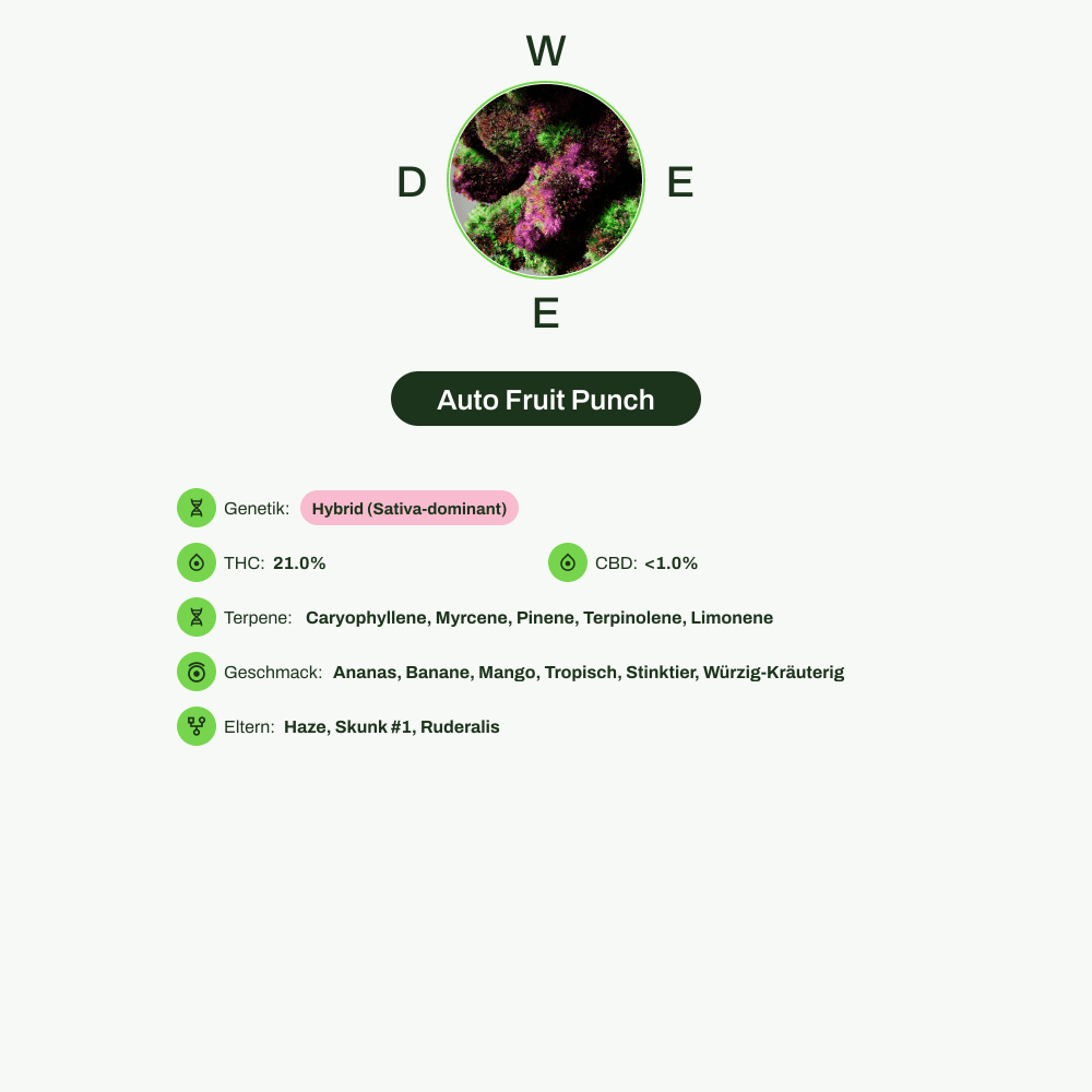 Infografik über THC-Gehalt, CBD-Gehalt, Terpene, Wirkungen, Geschmack von Auto Fruit Punch