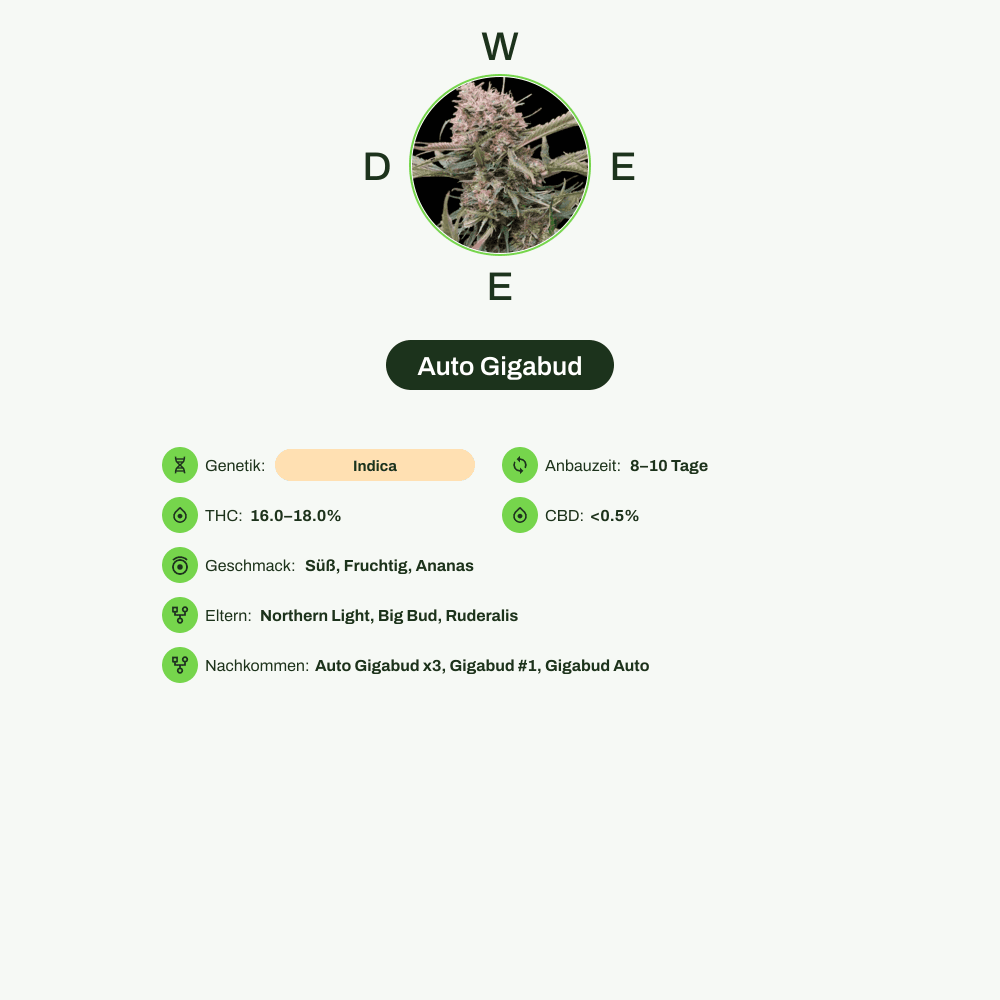 Infografik über THC-Gehalt, CBD-Gehalt, Wirkungen, Geschmack von Auto Gigabud