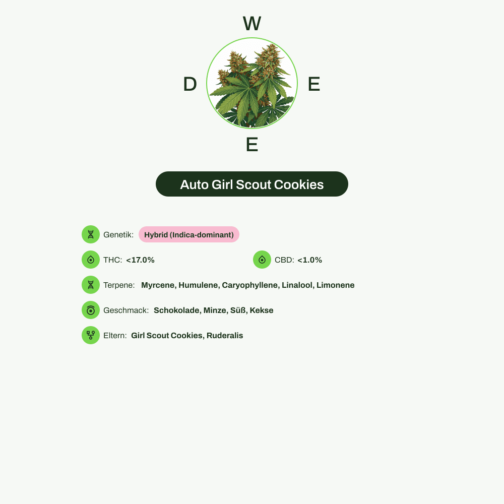 Infografik über THC-Gehalt, CBD-Gehalt, Terpene, Wirkungen, Geschmack von Auto Girl Scout Cookies