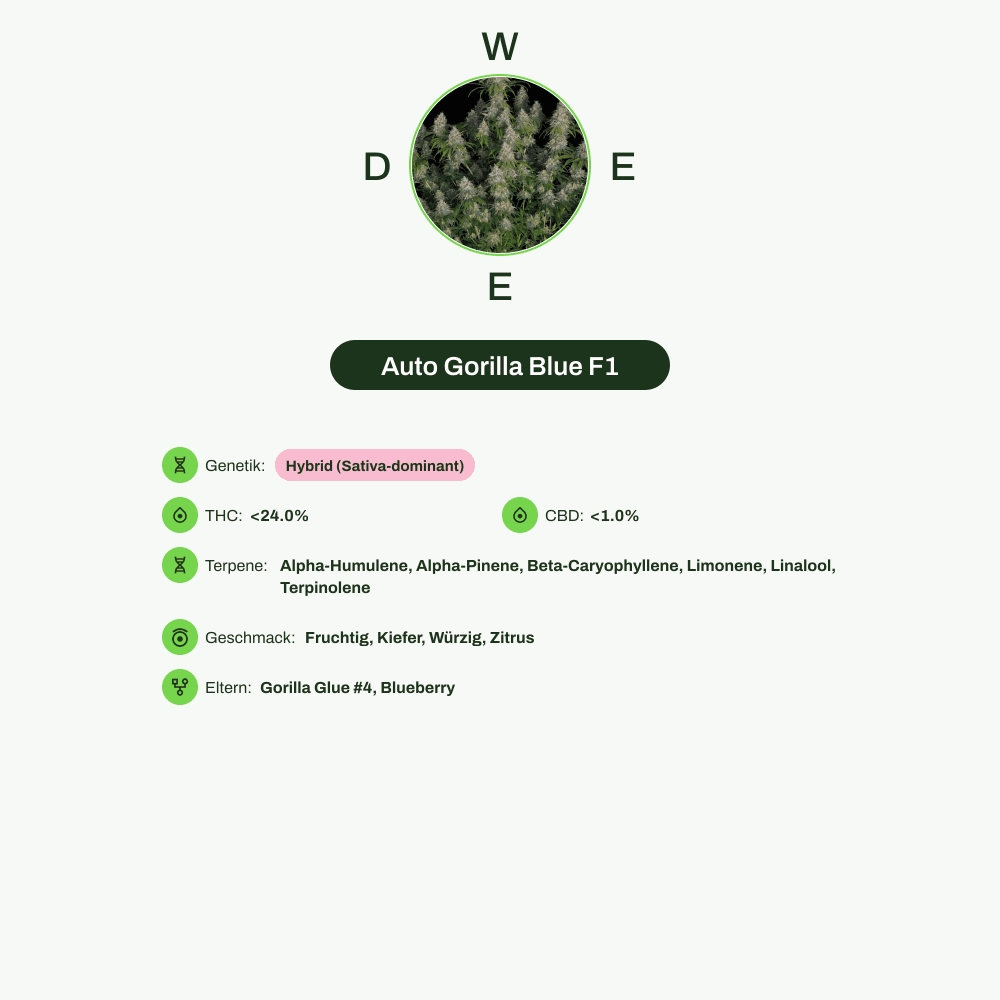 Infografik über THC-Gehalt, CBD-Gehalt, Terpene, Wirkungen, Geschmack von Auto Gorilla Blue F1