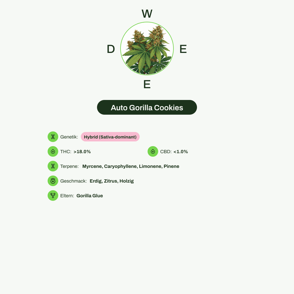 Infografik über THC-Gehalt, CBD-Gehalt, Terpene, Wirkungen, Geschmack von Auto Gorilla Cookies