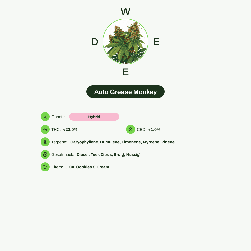 Infografik über THC-Gehalt, CBD-Gehalt, Terpene, Wirkungen, Geschmack von Auto Grease Monkey