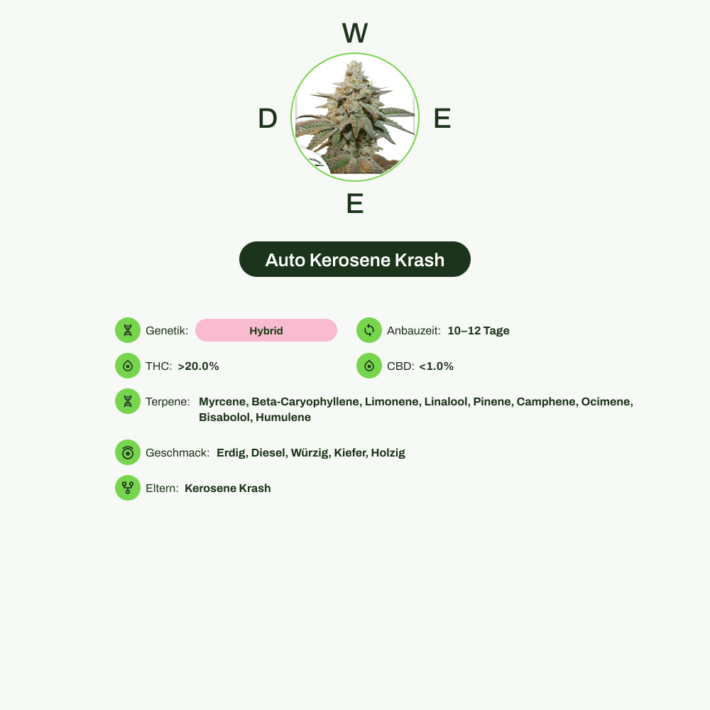Infografik über THC-Gehalt, CBD-Gehalt, Terpene, Wirkungen, Geschmack von Auto Kerosene Krash