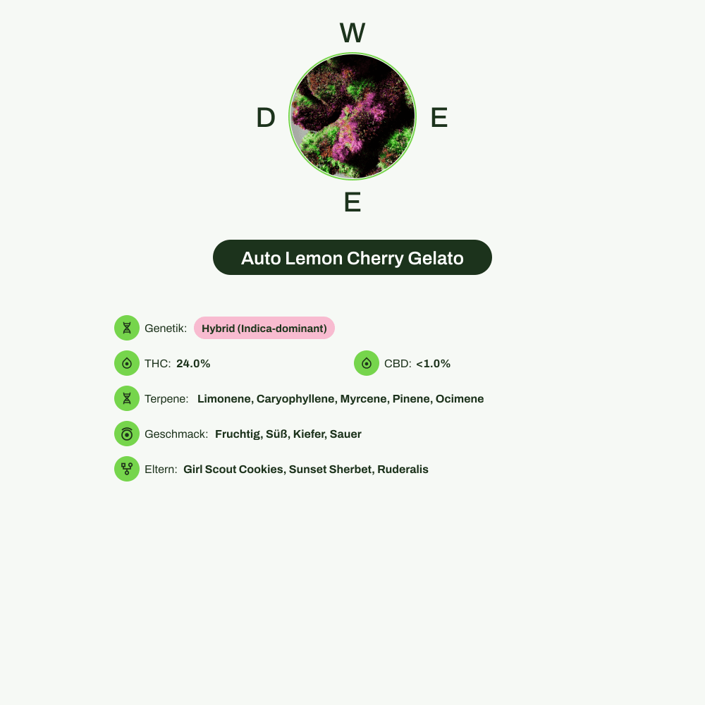 Infografik über THC-Gehalt, CBD-Gehalt, Terpene, Wirkungen, Geschmack von Auto Lemon Cherry Gelato