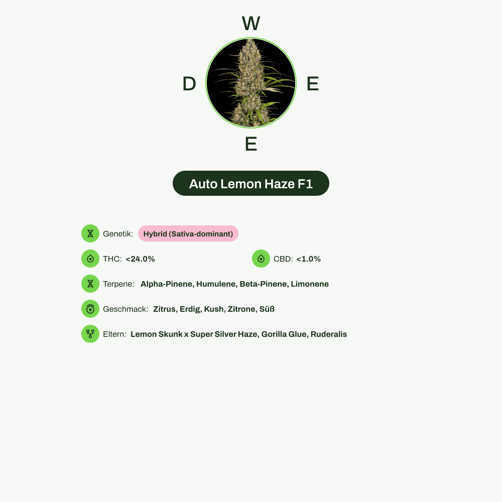 Infografik über THC-Gehalt, CBD-Gehalt, Terpene, Wirkungen, Geschmack von Auto Lemon Haze F1