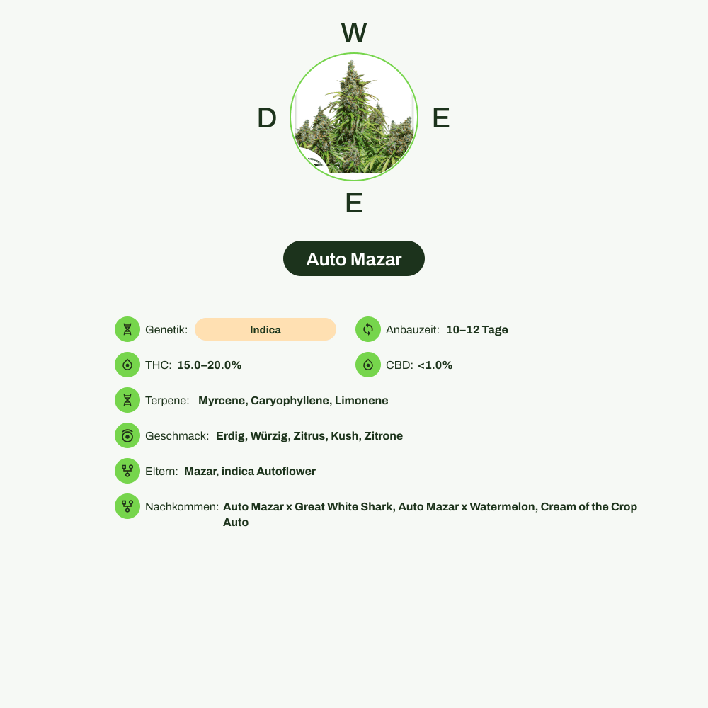 Infografik über THC-Gehalt, CBD-Gehalt, Terpene, Wirkungen, Geschmack von Auto Mazar