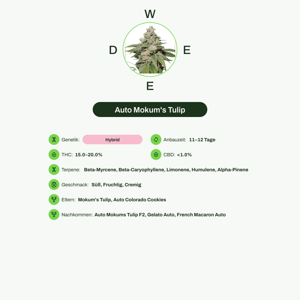 Infografik über THC-Gehalt, CBD-Gehalt, Terpene, Wirkungen, Geschmack von Auto Mokum's Tulip