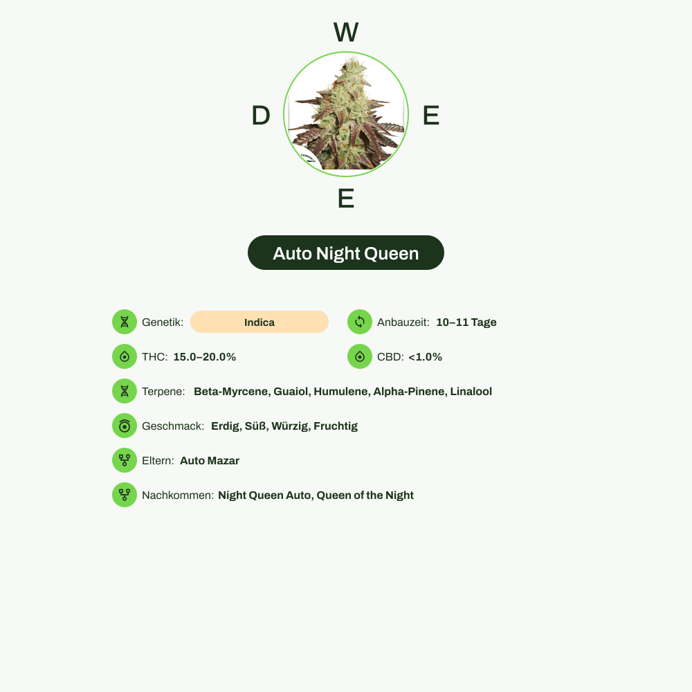 Infografik über THC-Gehalt, CBD-Gehalt, Terpene, Wirkungen, Geschmack von Auto Night Queen