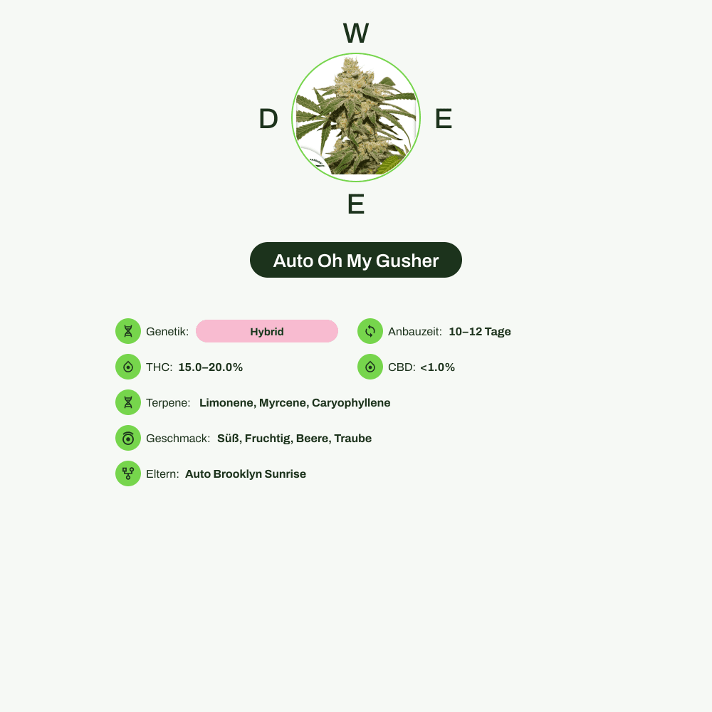 Infografik über THC-Gehalt, CBD-Gehalt, Terpene, Wirkungen, Geschmack von Auto Oh My Gusher