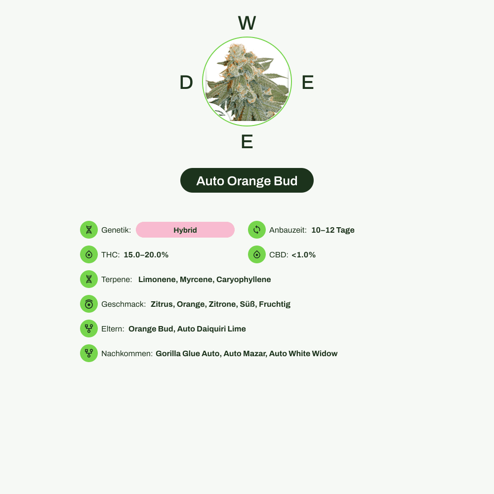 Infografik über THC-Gehalt, CBD-Gehalt, Terpene, Wirkungen, Geschmack von Auto Orange Bud