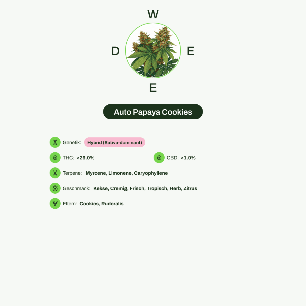 Infografik über THC-Gehalt, CBD-Gehalt, Terpene, Wirkungen, Geschmack von Auto Papaya Cookies