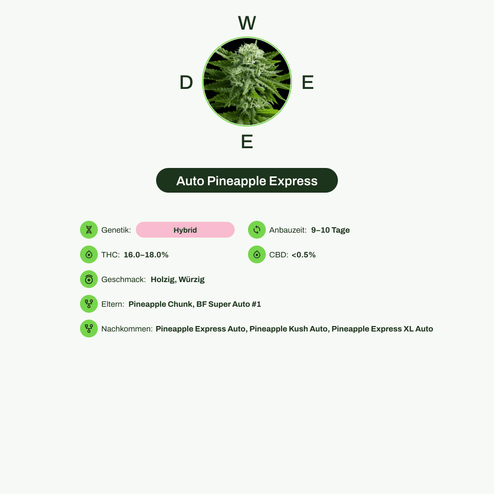 Infografik über THC-Gehalt, CBD-Gehalt, Wirkungen, Geschmack von Auto Pineapple Express