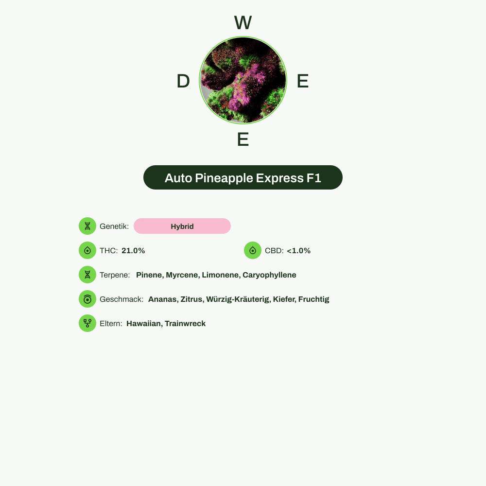 Infografik über THC-Gehalt, CBD-Gehalt, Terpene, Wirkungen, Geschmack von Auto Pineapple Express F1