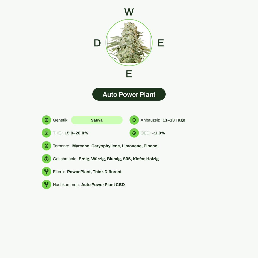 Infografik über THC-Gehalt, CBD-Gehalt, Terpene, Wirkungen, Geschmack von Auto Power Plant