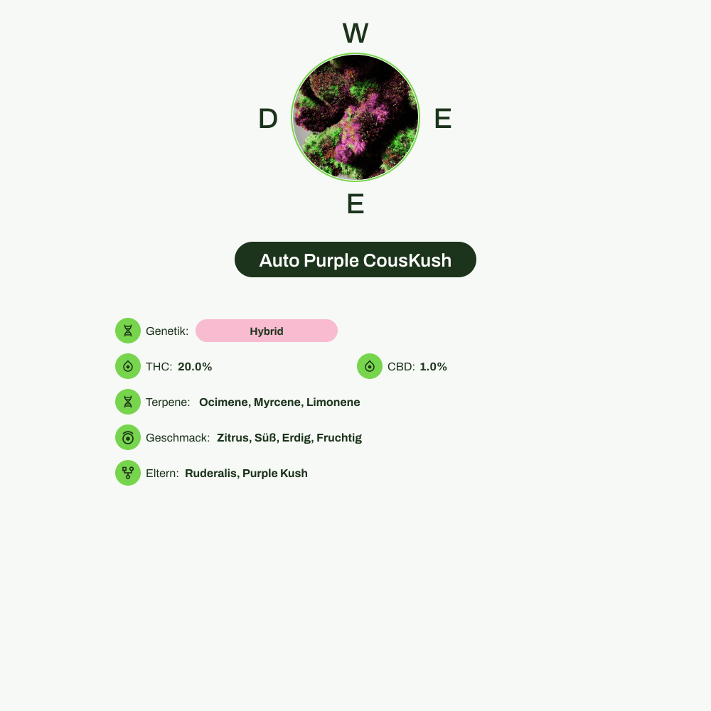 Infografik über THC-Gehalt, CBD-Gehalt, Terpene, Wirkungen, Geschmack von Auto Purple CousKush