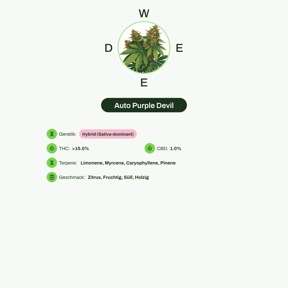 Infografik über THC-Gehalt, CBD-Gehalt, Terpene, Wirkungen, Geschmack von Auto Purple Devil