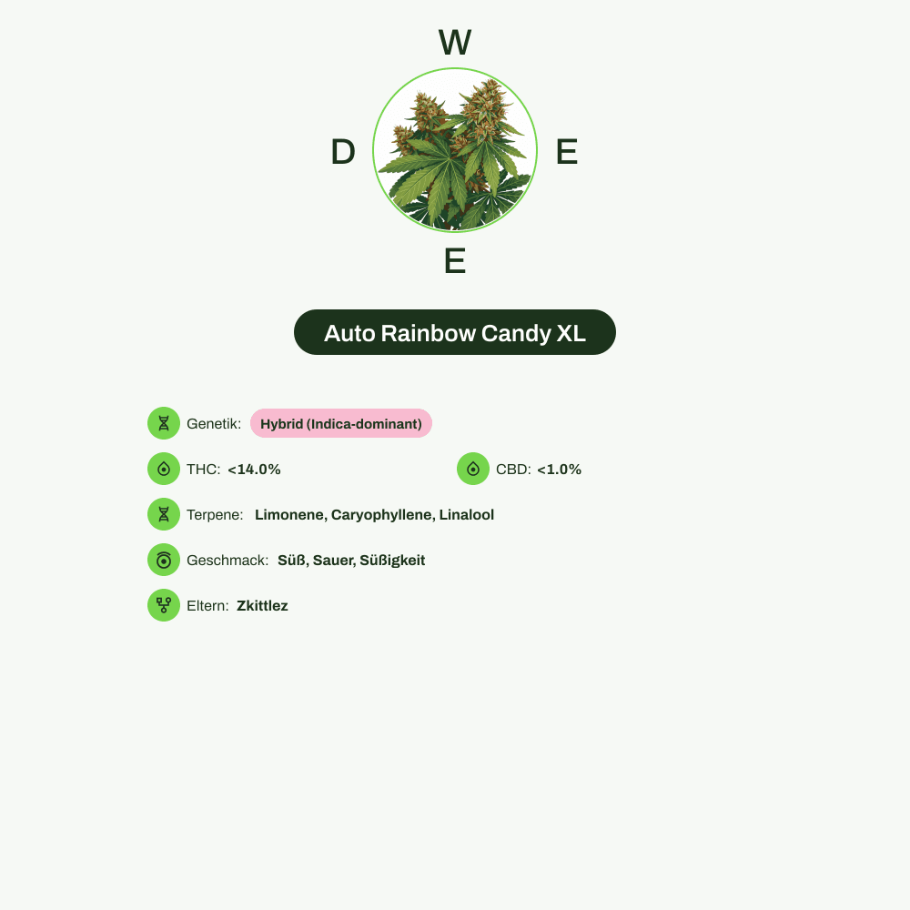 Infografik über THC-Gehalt, CBD-Gehalt, Terpene, Wirkungen, Geschmack von Auto Rainbow Candy XL