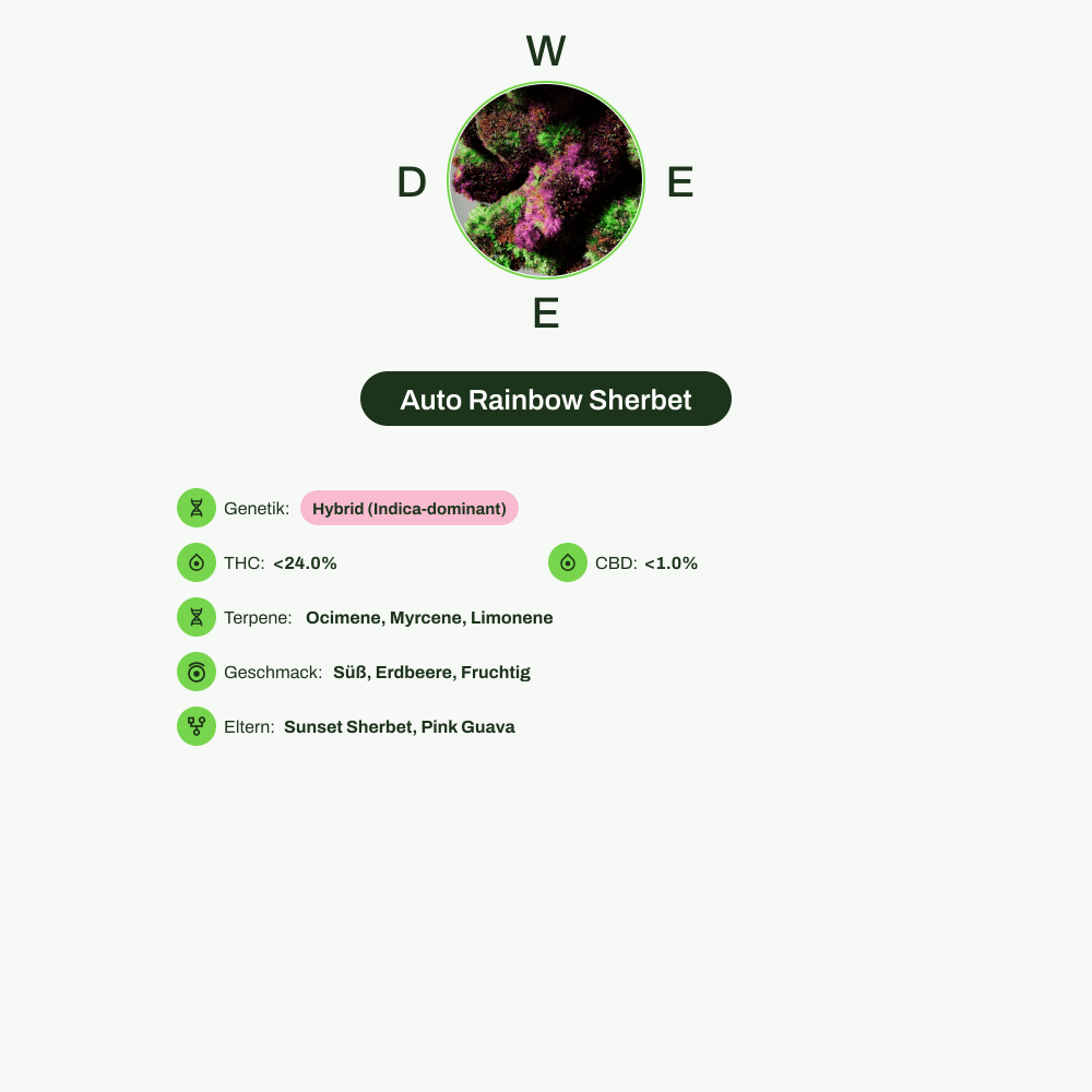Infografik über THC-Gehalt, CBD-Gehalt, Terpene, Wirkungen, Geschmack von Auto Rainbow Sherbet