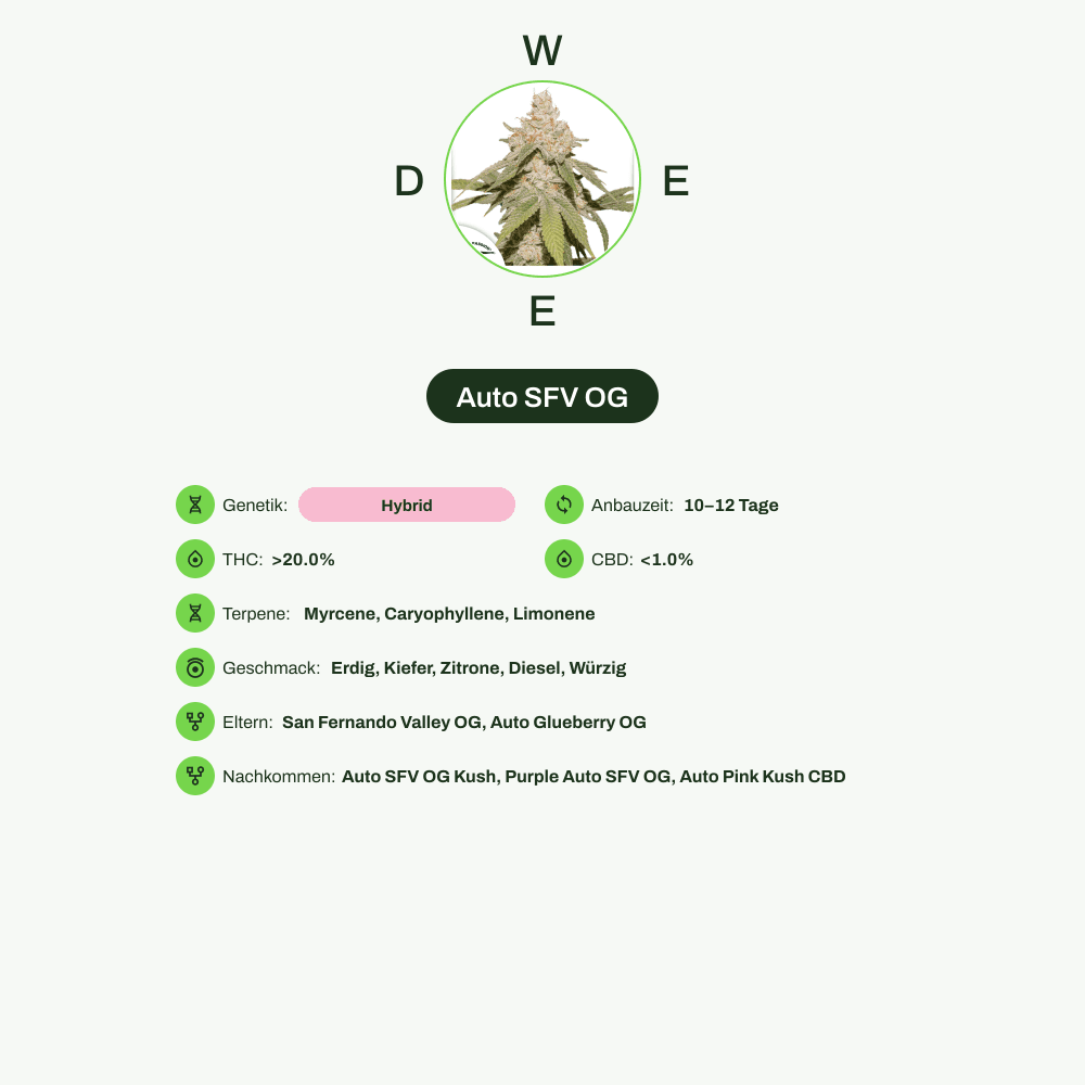 Infografik über THC-Gehalt, CBD-Gehalt, Terpene, Wirkungen, Geschmack von Auto SFV OG