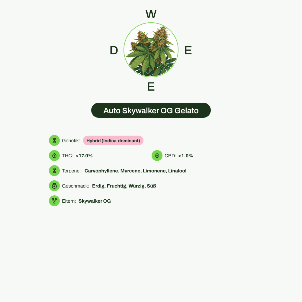 Infografik über THC-Gehalt, CBD-Gehalt, Terpene, Wirkungen, Geschmack von Auto Skywalker OG Gelato