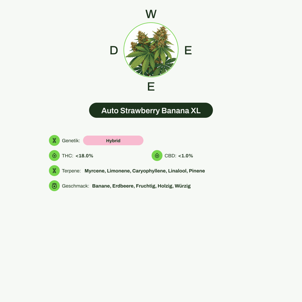 Infografik über THC-Gehalt, CBD-Gehalt, Terpene, Wirkungen, Geschmack von Auto Strawberry Banana XL